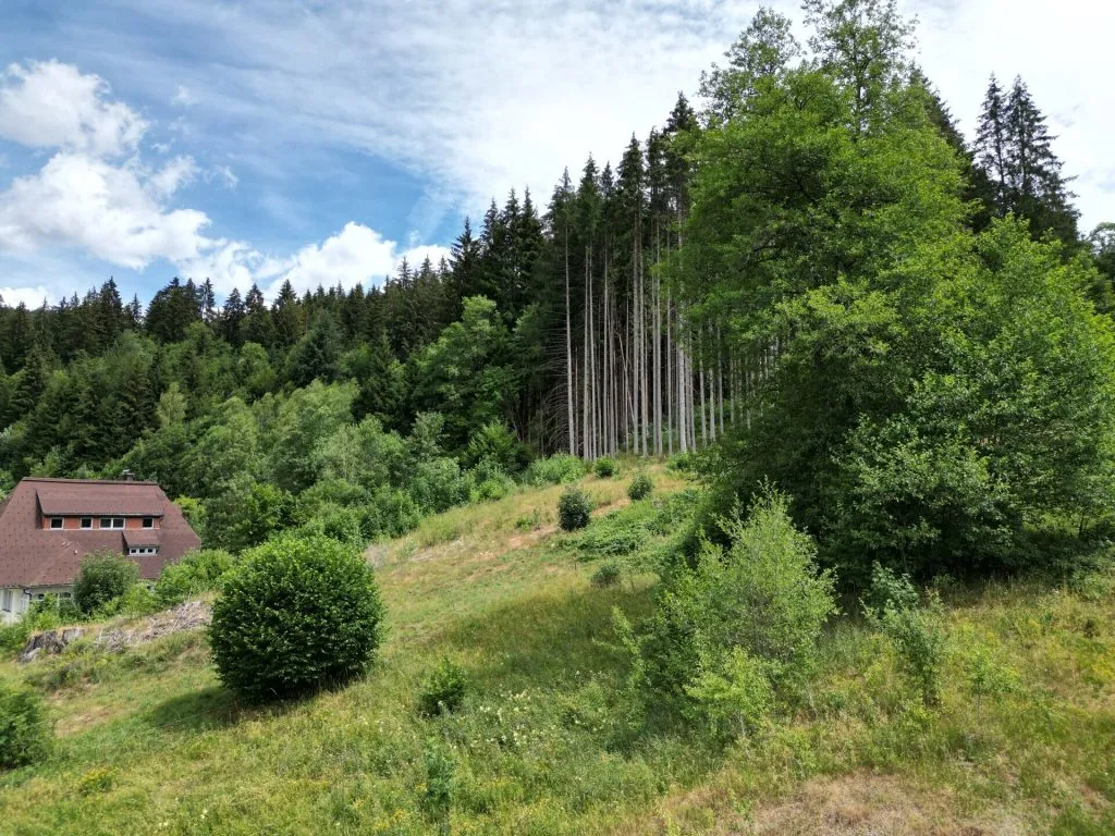 Immobilienangebot - Sankt Blasien - Grundstücke - Sorry...leider reserviert. Ein besonderes Plätzle im Schwarzwald. Zwei Flurstücke mit 5.277 m².